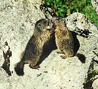 Murmeltier Murmeltiere